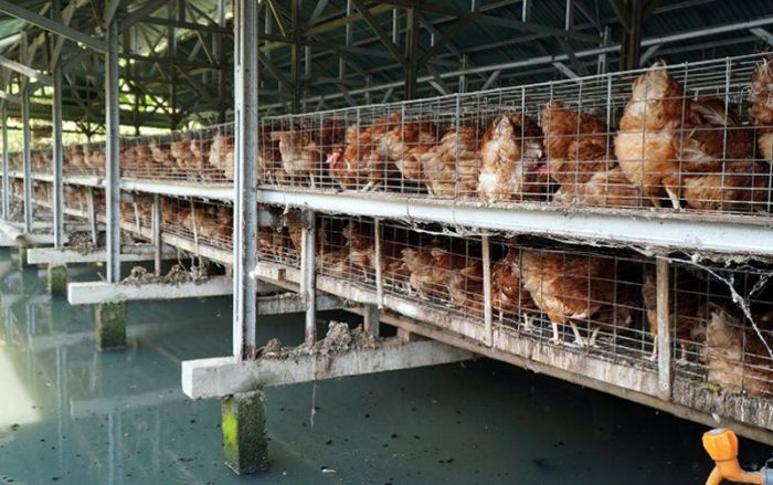 Di Jayapura Telah Bangun Pabrik Industri Pakan dan Ternak Ayam Petelur ...