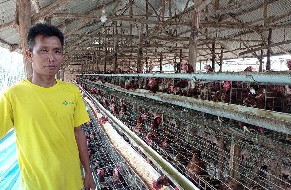 Ternak ayam petelur di Mesuji, Kab. Mesuji