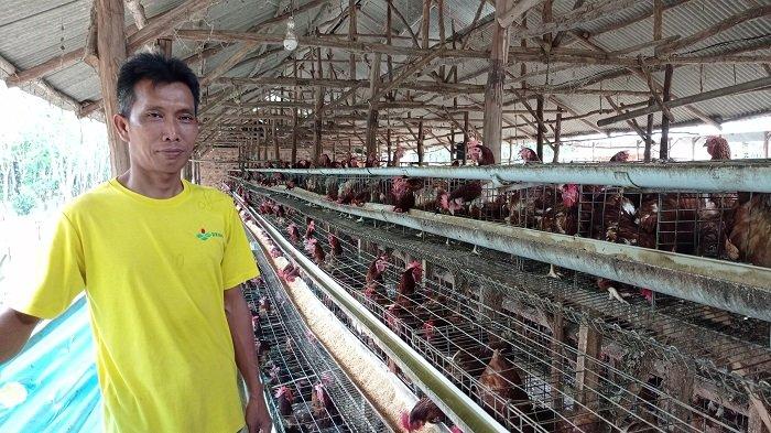 Jadi Korban PHK, Pria Asal Mesuji Lampung Sukses Ternak Telur Ayam ... Jadi Korban PHK, Pria Asal Mesuji Lampung Sukses Ternak Telur Ayam ...