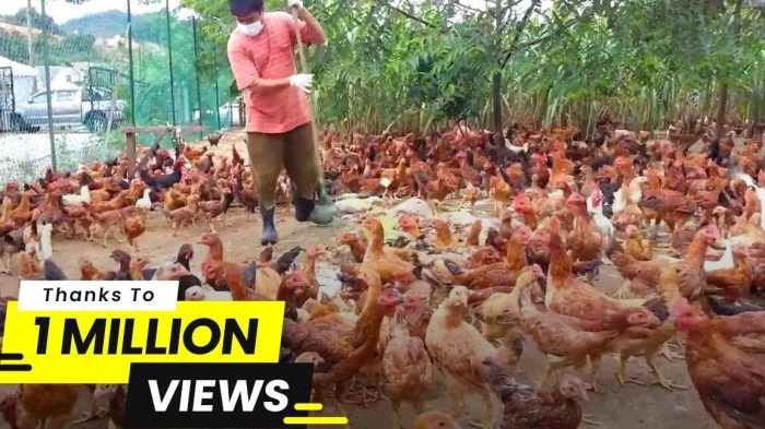 Panduan Beternak Ayam Kampung Super Bagi Pemula Panduan Beternak Ayam Kampung Super Bagi Pemula