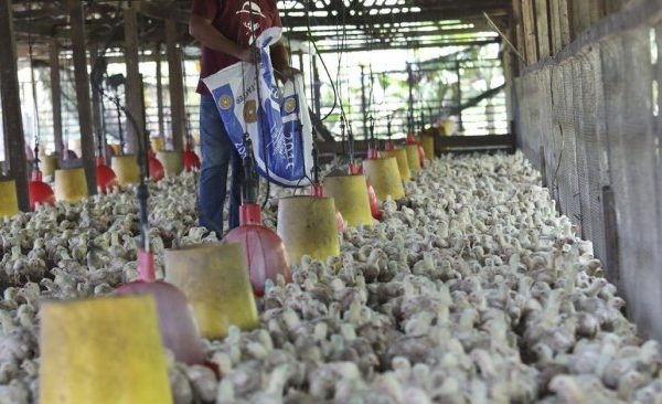 Budidaya ayam di Koto Besar, Kabupaten Dharmasraya