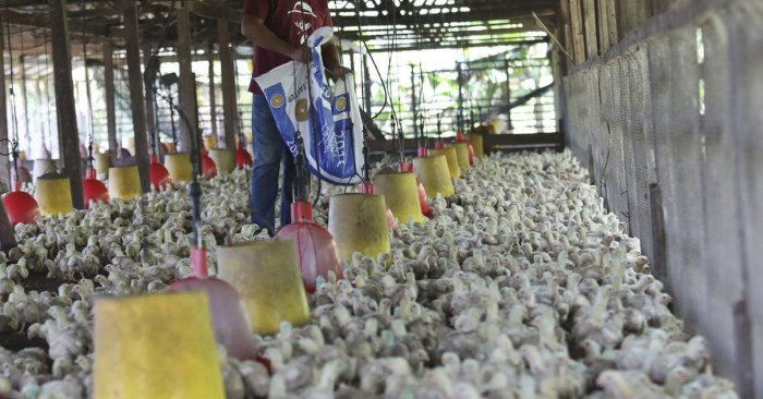 Upaya Meningkatkan Ketahanan Pangan dan Kesejahteraan dengan Budidaya ... Budidaya ayam di Koto Besar, Kabupaten Dharmasraya