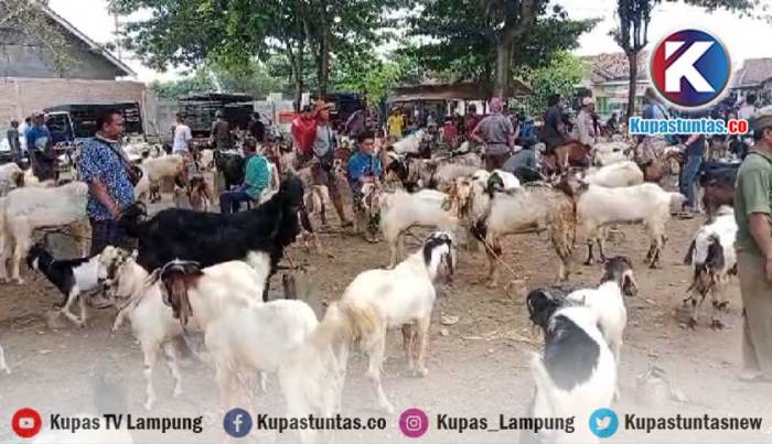 Daging kambing di Way Seputih, Lampung Tengah