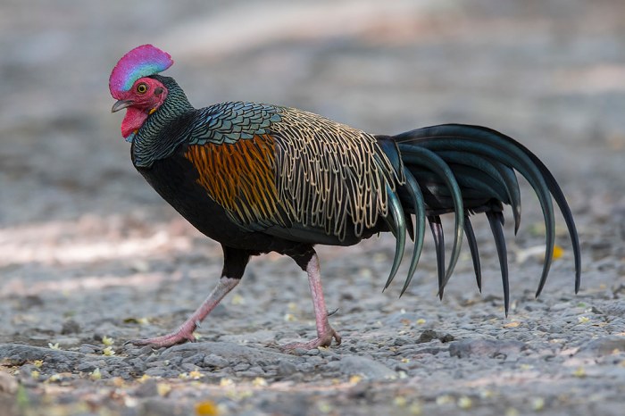 Detail Jenis Ayam Hutan Koleksi Nomer 20 Detail Jenis Ayam Hutan Koleksi Nomer 20