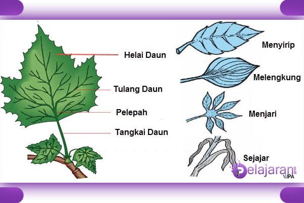 Daun penggemuk ayam di Bolakme, Kab. Jayawijaya