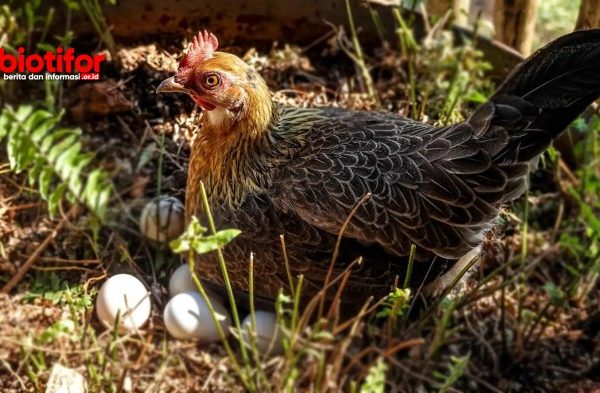 Ayam petelur jantan di Batipuh, Kabupaten Tanah Datar
