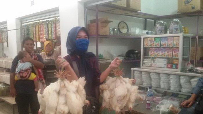 Tanda Ayam Sudah Afkir || Perbedaan Ayam bertelur Afkir - YouTube