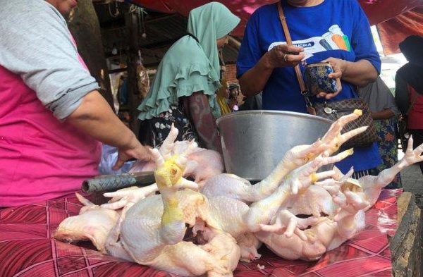 Harga Ayam Potong Jelang Iduladha Di Mamuju Masih Stabil Belum Ada ...