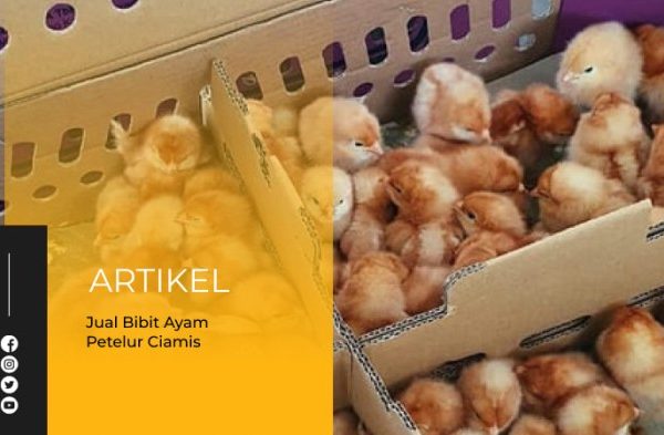 Ayam merah petelur di Cipaku, Ciamis