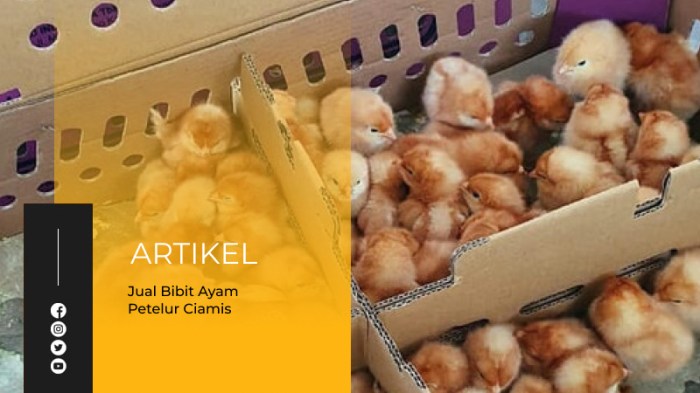 Ayam merah petelur di Cipaku, Ciamis