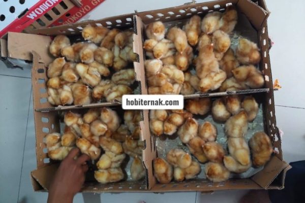 Ayam merah petelur di Sukamakmur, Bogor