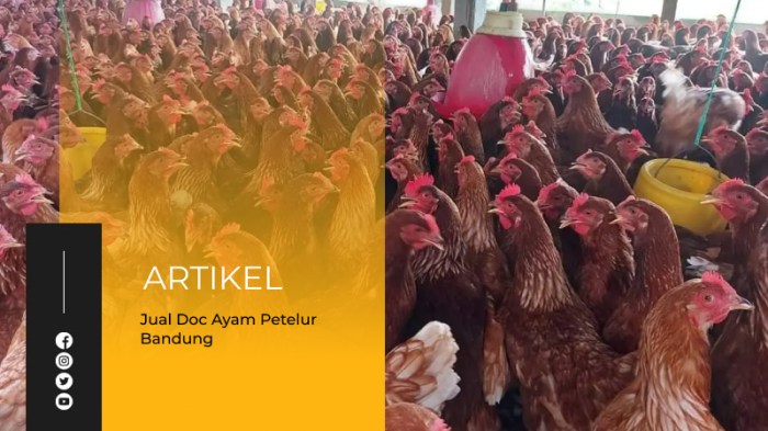 Leave a Reply Cancel reply Ayam merah petelur di Gedebage, Kota Bandung