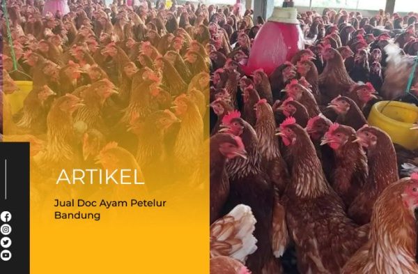 Ayam merah petelur di Sukasari, Kota Bandung