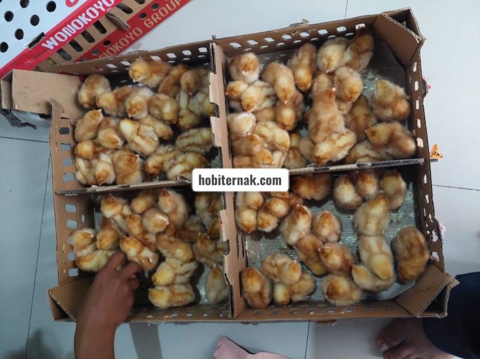 Indukan Ayam Afkir 4kg Menjanjikan, Untuk Konsumsi - YouTube