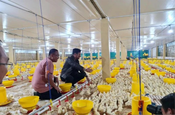 Ternak Ayam Petelur Skala Rumahan di Kalapanunggal Sukabumi, Omzet Rp6 ...