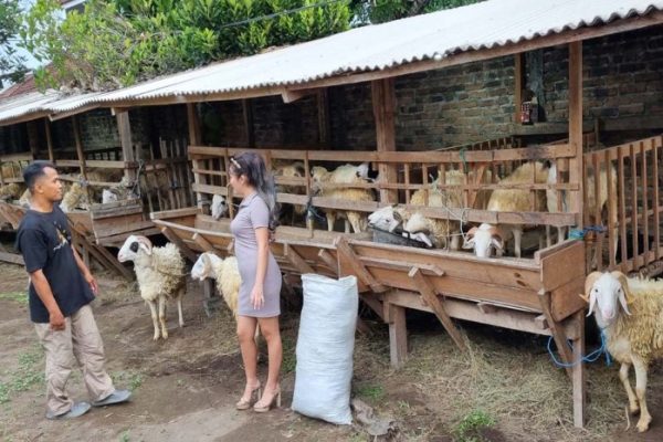 Daging kambing di Winongan, Pasuruan