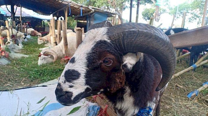 Daging kambing di Rancaekek, Bandung