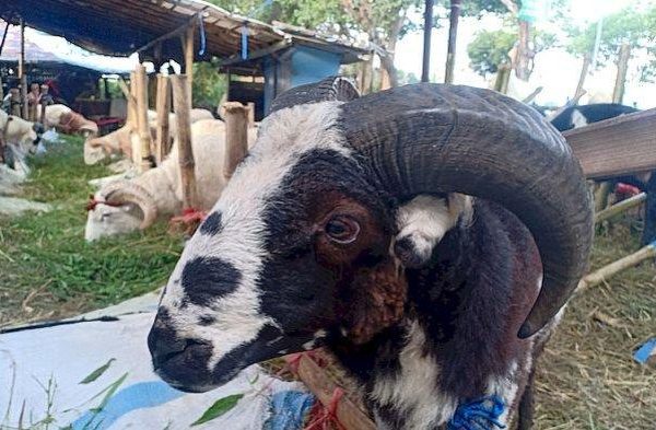 Daging kambing di Lembang, Bandung Barat