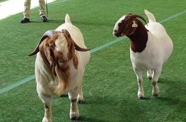 Daging kambing di Bekri, Lampung Tengah
