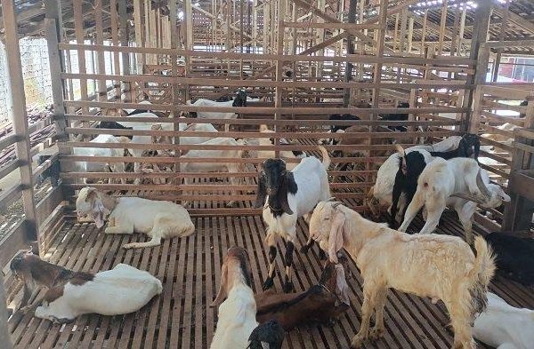 Daging kambing di Bantaran, Probolinggo