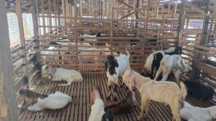 Mentan SYL Dorong Produksi Kambing dan Domba Kulon Progo Banjiri ... Daging kambing di Bantaran, Probolinggo