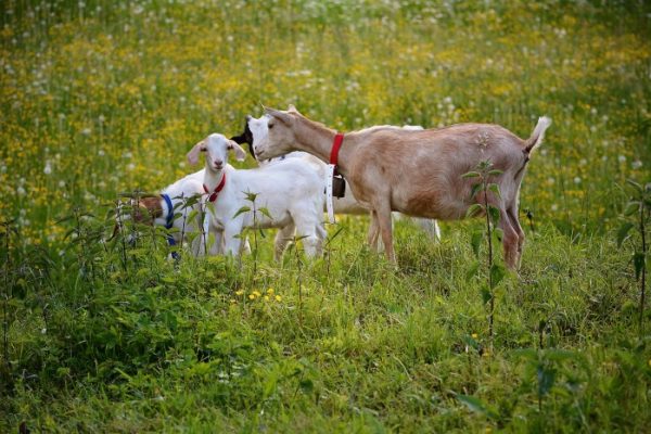 Daging kambing di Padangsidimpuan Hutaimbaru, Kota Padang Sidempuan