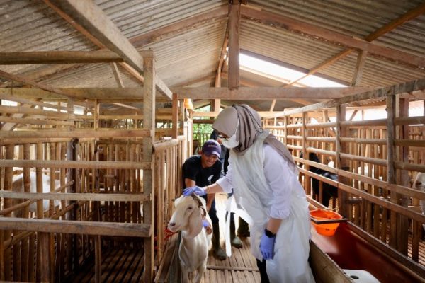 Susu kambing di Purwoharjo, Banyuwangi