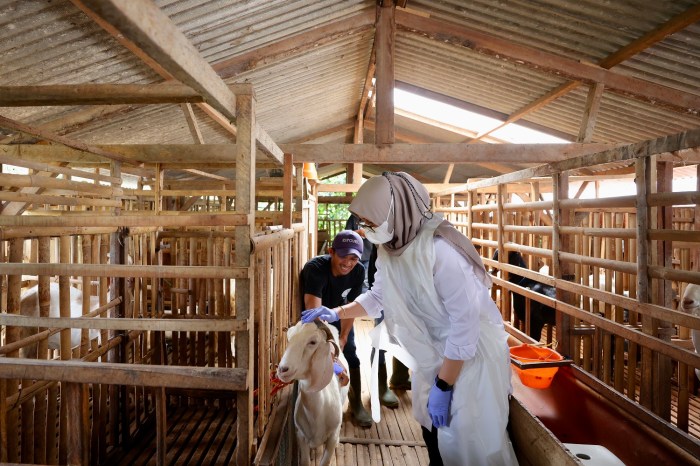 Jual susu kambing | Shopee Indonesia Susu kambing di Purwoharjo, Banyuwangi