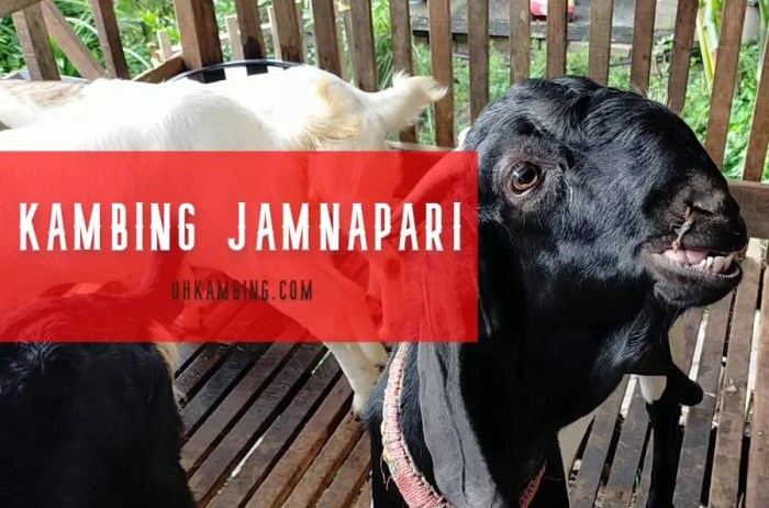 Daging kambing di Bangsri, Jepara