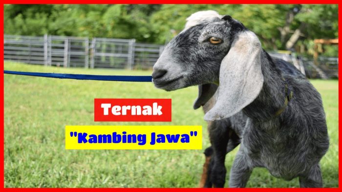 Daging kambing di Banjarwangi, Garut