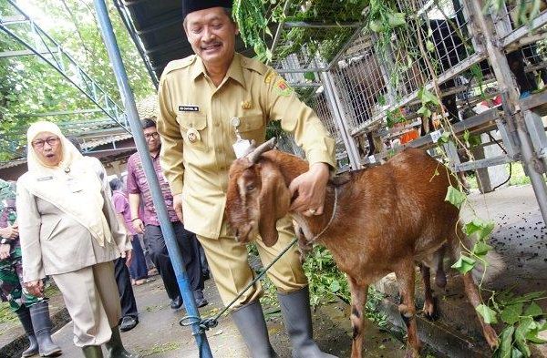 Daging kambing di Magelang Tengah, Kota Magelang