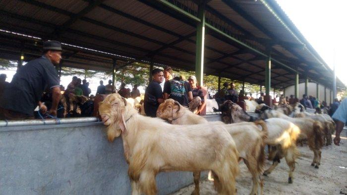 Tips dan Trik Peningkatan Produksi Susu Kambing melalui Penerapan ... Susu kambing di Gebog, Kudus