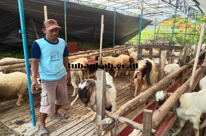 Beragam Khasiat Daging Kambing dan Susunya Daging kambing di Bancar, Tuban