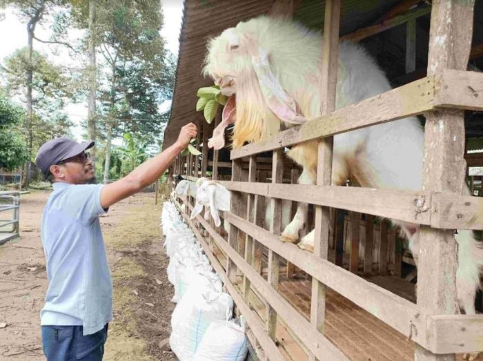 Daging kambing di Candiroto, Temanggung