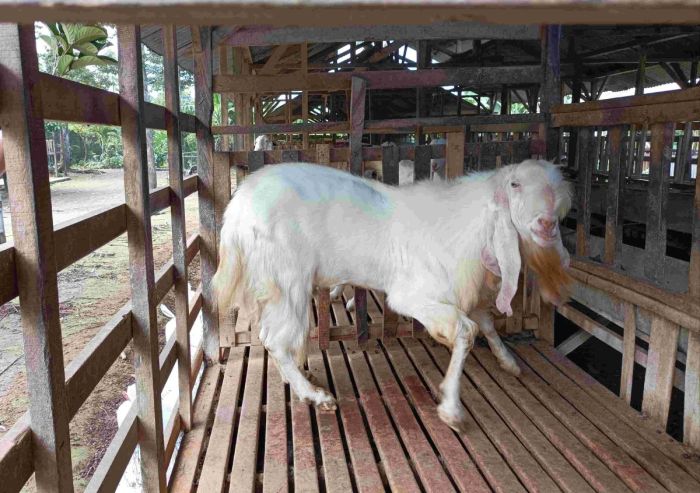 Tren Produksi Daging Sapi dan Kambing di Indonesia - GoodStats Daging kambing di Randuagung, Lumajang