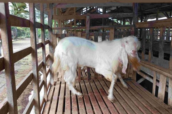 Daging kambing di Sugihwaras, Bojonegoro