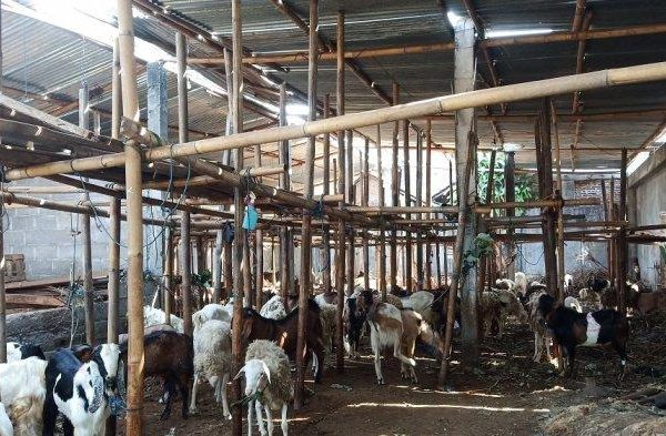 Daging kambing di Colomadu, Karanganyar