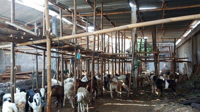 Daging kambing di Colomadu, Karanganyar