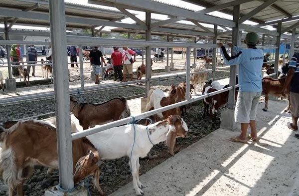 Daging kambing di Robatal, Sampang