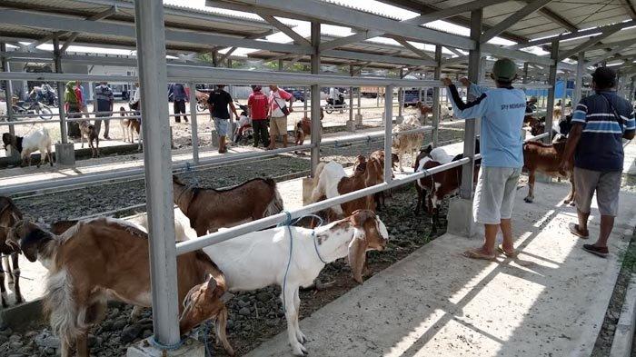Daging kambing di Robatal, Sampang