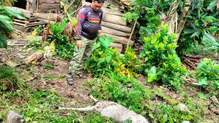 Daging kambing di Hutan, Lampung Barat