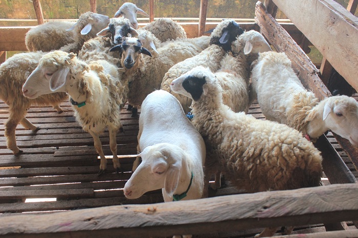 Daging kambing di Sukorambi, Jember