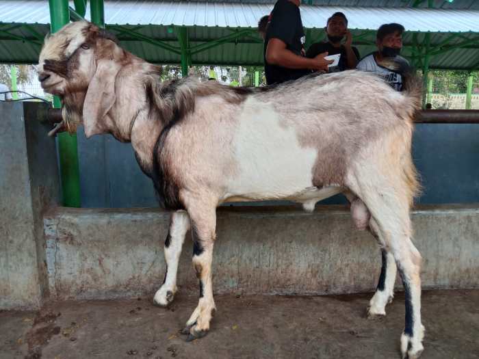 Daging kambing di Bantarujeg, Majalengka