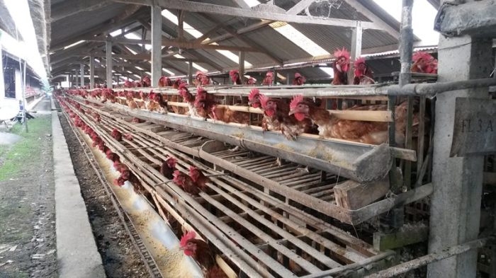 Ayam Ternak di Kanor, Bojonegoro