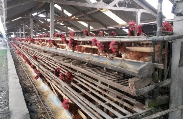 Ketahui Modal Untuk Ternak Ayam Petelur 100 Ekor | Pak Tani Digital