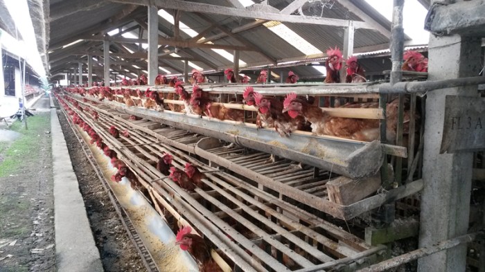 Ketahui Modal Untuk Ternak Ayam Petelur 100 Ekor | Pak Tani Digital