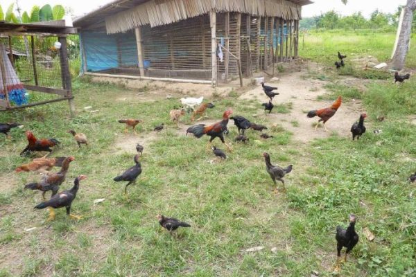Budidaya ternak ayam di Mojogedang, Karanganyar