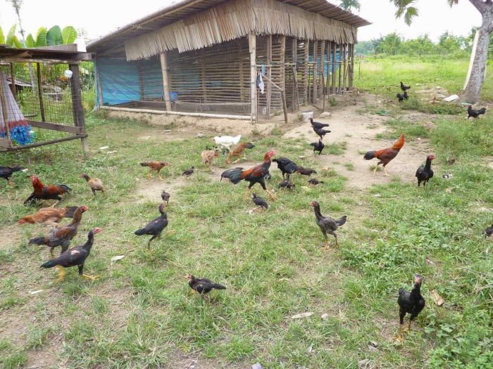 Ayam ternak di Lebakbarang, Pekalongan