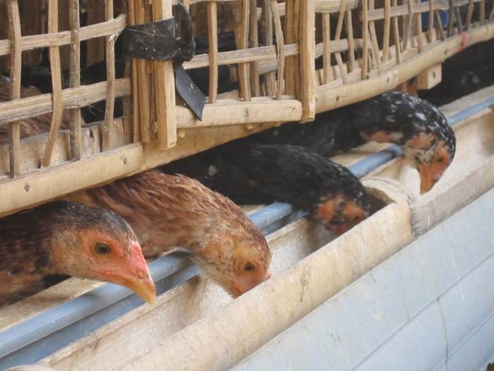 Budidaya Ayam Kampung Modal Kecil Cocok Bagi Pemula - Gusvira Jaya Budidaya ayam di Ampek Angkek, Kabupaten Agam