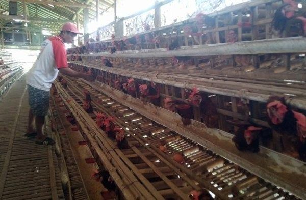 Peternak Ayam di Kudus Belum Bahagia Meski Harga Telur Naik, Abdul ...